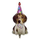 HB Dog